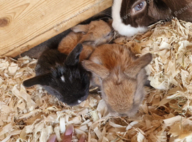 Mini lop babies available for reserve