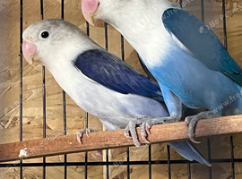 Unrelated pair lovebird