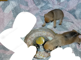 Daschund cross/jackapoo puppies