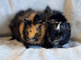 Bonded Pair Abyssinian Boars