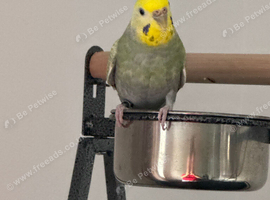 Rainbow budgie