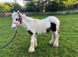 Piebald yearling colt