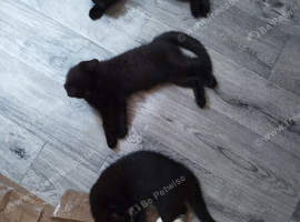 Kittens for sale