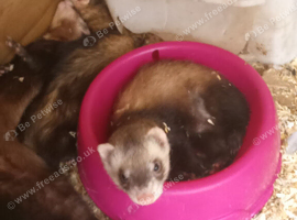 Ferrets