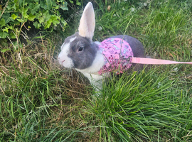 3 male rabbits