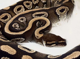 Ball pythons