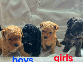 Stunning miniature Maltipoo Puppies