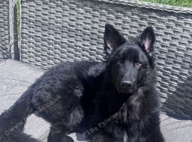 Solid Black Long Hair German Shepherd