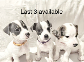 Jack Russell Puppys, HURRY x3 LEFT, Quality Bloodlines