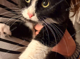 Sweet beautiful and affectionate Kitty needs her forever home