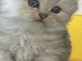 Persian chinchilla kittens purebred