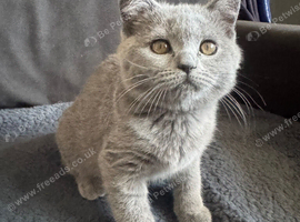 Scottish fold for sale