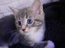 Beautiful kittens