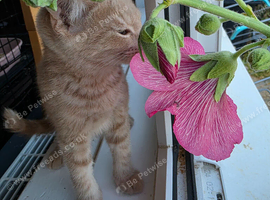 We are looking for our forever home