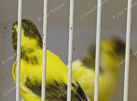 Canaries