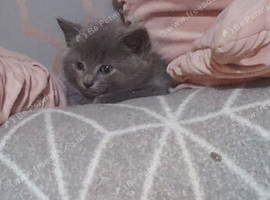 Cats sisters