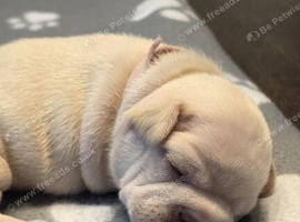 Cream French Bulldog puppies