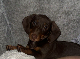 11 month old dachshund