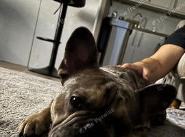 Frenchie for rehoming/ sale   1yr 9mo