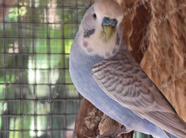 Budgies and Zebra Finches for Sale