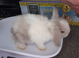 3 beautiful pure bred mini lops