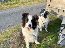 Border collies  brothers long hair black / white