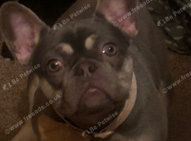 10 months old female full bred frenchie