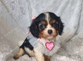 Beautiful cavalier king charles puppies