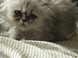 Persian kitten to rehome