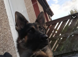 Dog for sell