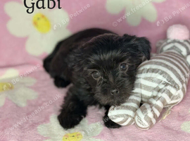 Black Beautiful Girls Yorkshire Terrier  &ndash; Ready August