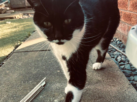 Nala The Black And White Cat