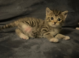 3 kittens 2 girls and a boy