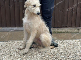 Wheeton bull grey 6 month old puppy