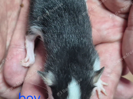 Baby Dumbo Rats