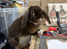 Dwarf plush lop