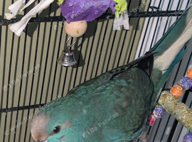 Young male kakariki