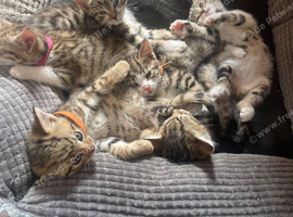 Tabby littens
