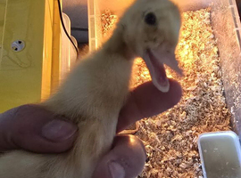 Indian Runner Ducks For Sale