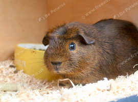 Very handsome guinea pig