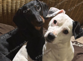 18 month old Miniature Dachshund