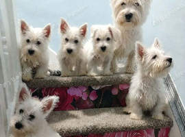 Westie puppies available for new family home