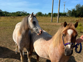 Pair of reg section A geldings