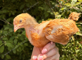 Unsexed 4 week old Buff Sussex