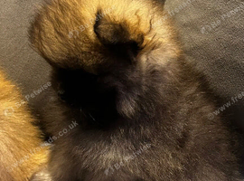 Bear faces Pomeranian puppys