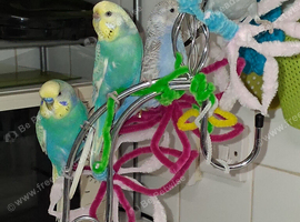 Beautiful Male Budgie
