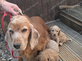 F1 cockapoo