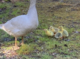 Embden Goslings for sale. (Born first week of June)