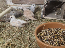 Beautiful lot of diamond doves