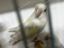 Peach face aqua/turquoise-type colour mutation Love birds
